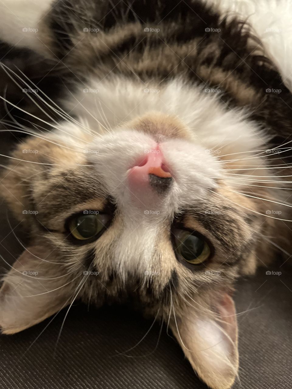 My kitty, Minnie makes me smile. She’s a cat with the soul of a dog. She loves to play fetch, follow me around and cuddle. 