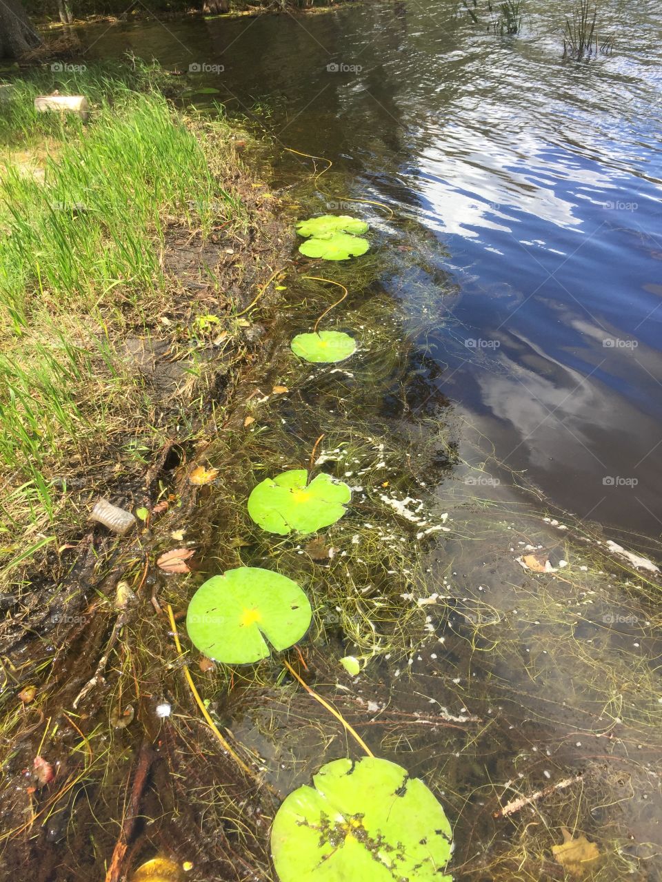 Lily Pads 