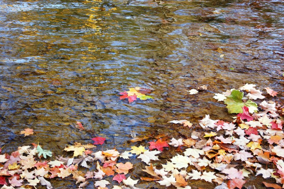 Fall leaves in the river