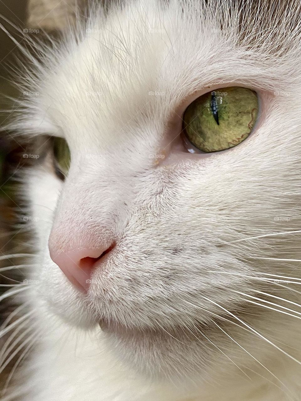 Close up of the face of a white cat