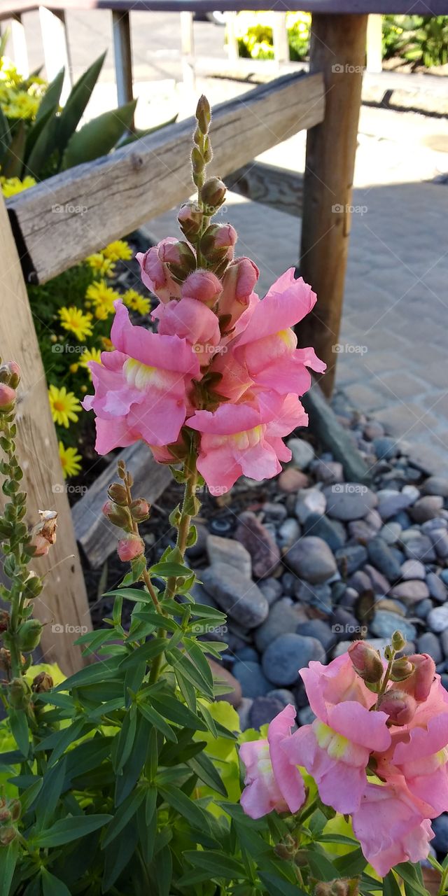 beautiful pink flower in daylight.