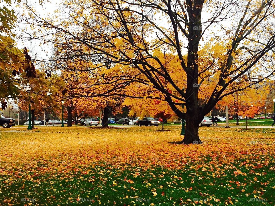 Fall in Bloomington 