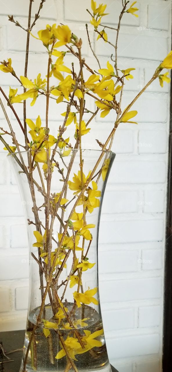 forsythia in spring bloom in a vase close up