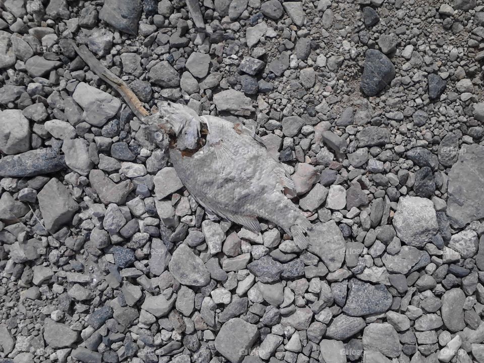 a dead fish in empty lot