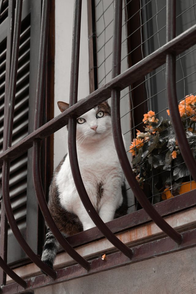 cat