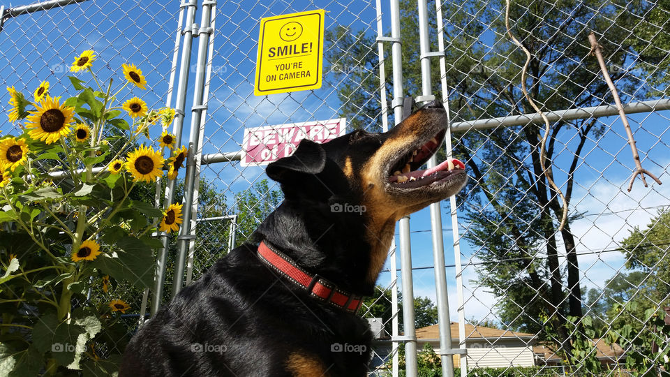 Black and tan beauceron in front of camera warning sign
