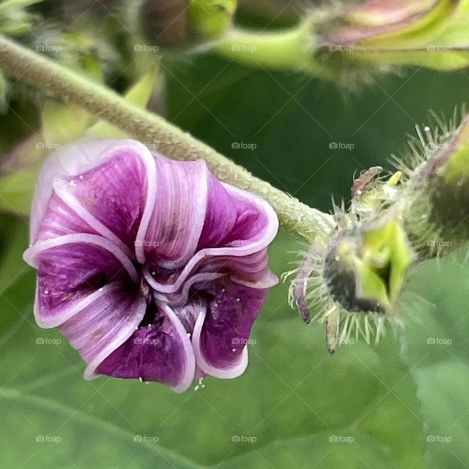 Purple Bindweed…