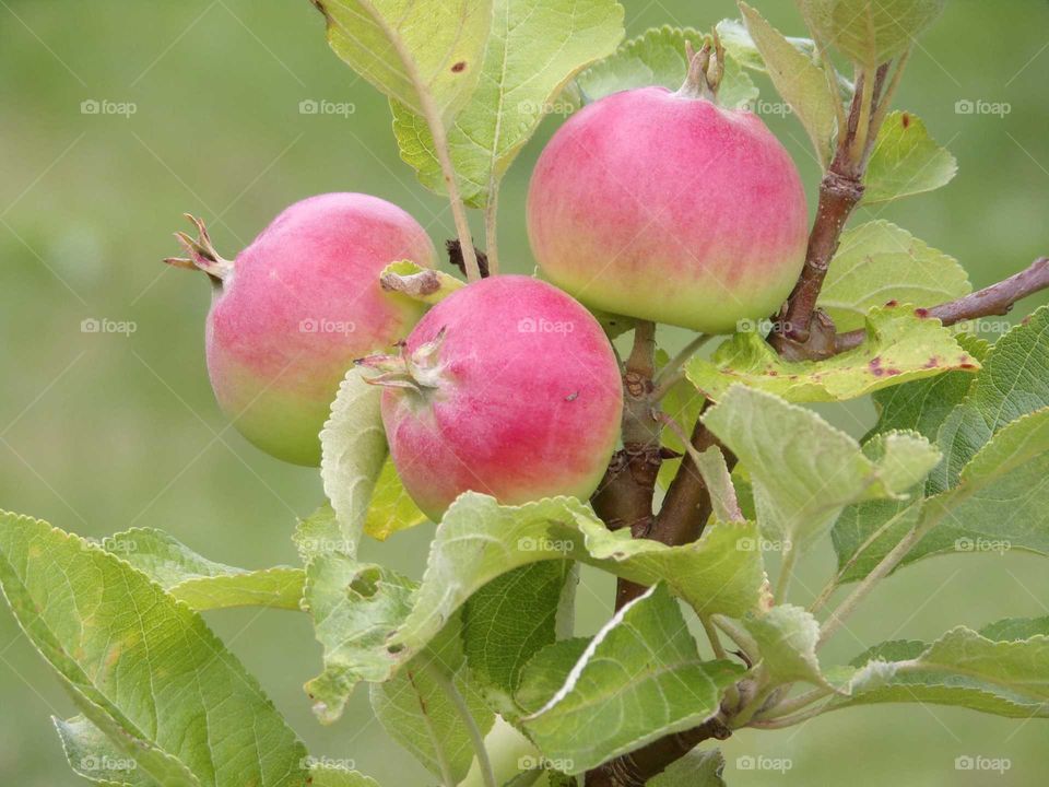 kleiner Apfelbaum mit Früchten