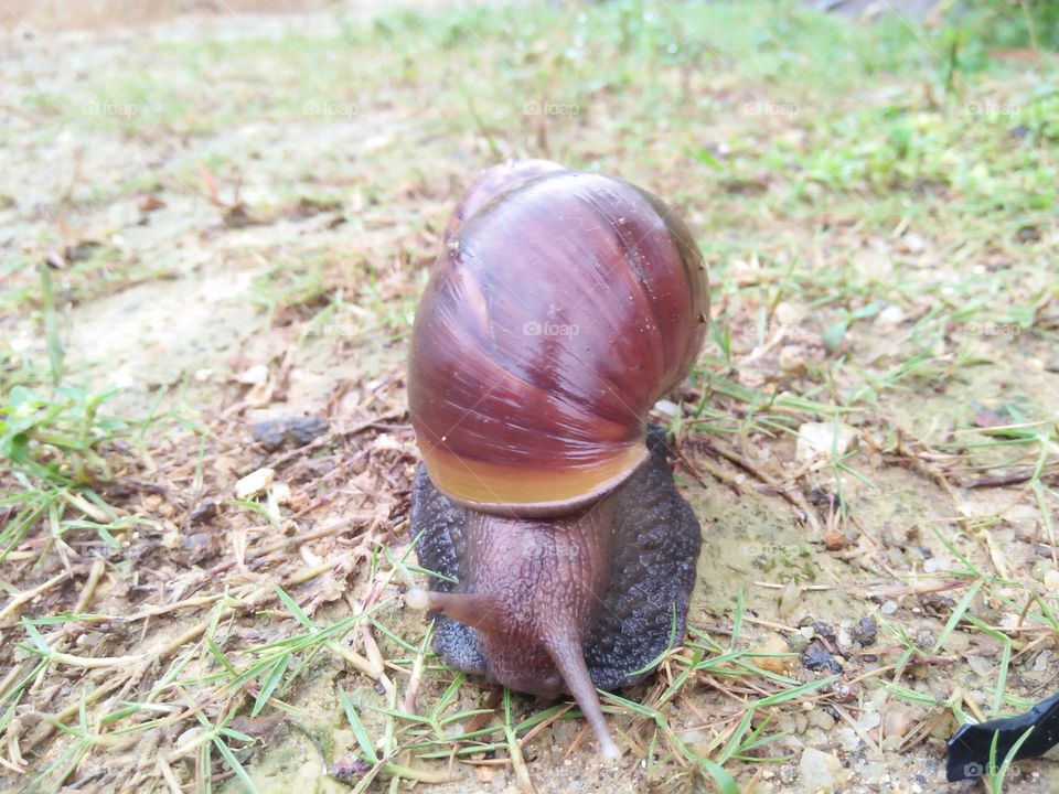 Snail