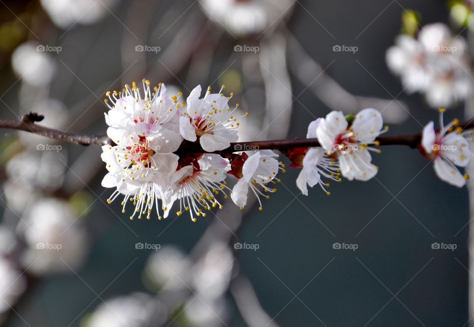 Cherry blossom tree branch