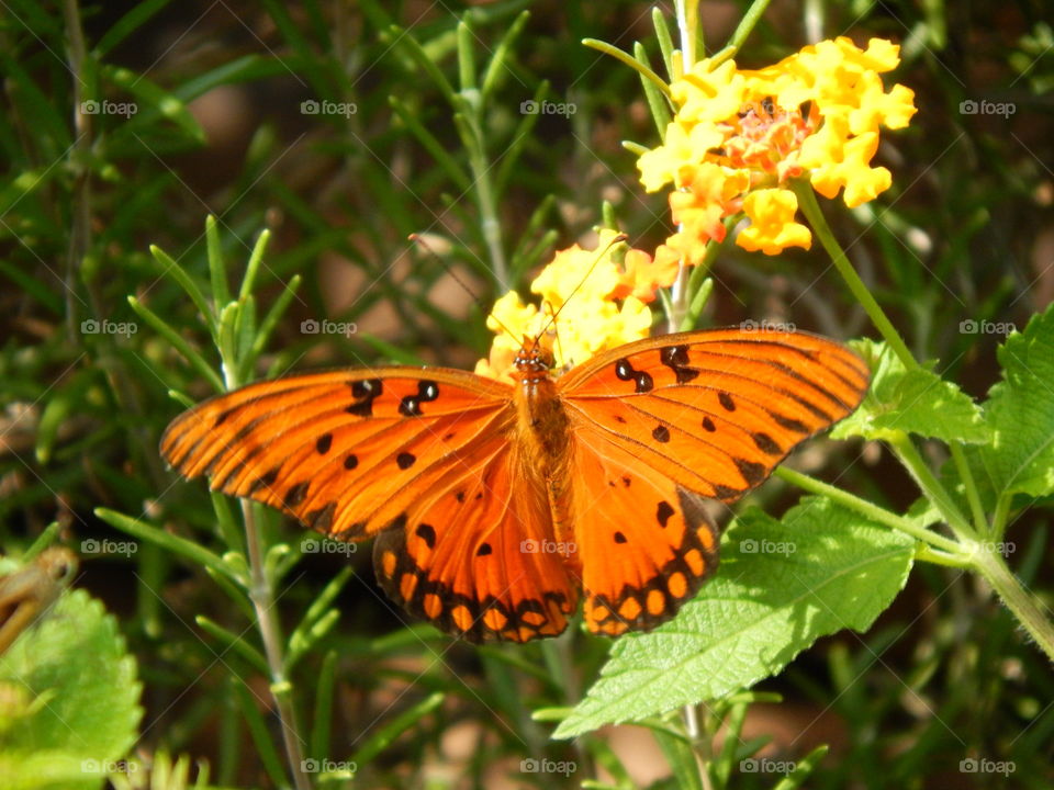 Close up of a Beautiful butterfly setting on colorful flowers