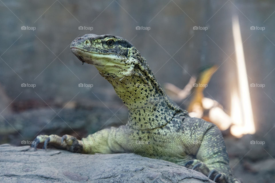 argus monitor reptilian