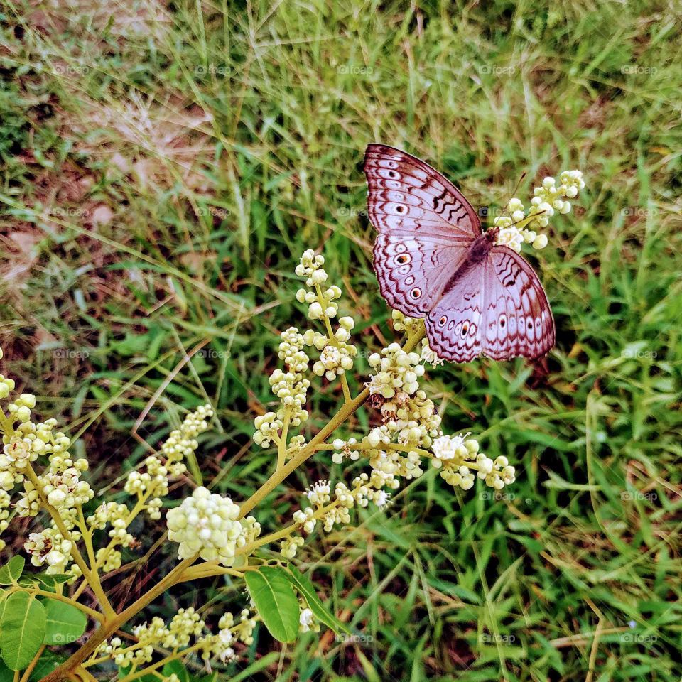 butterfly, junonia artlites