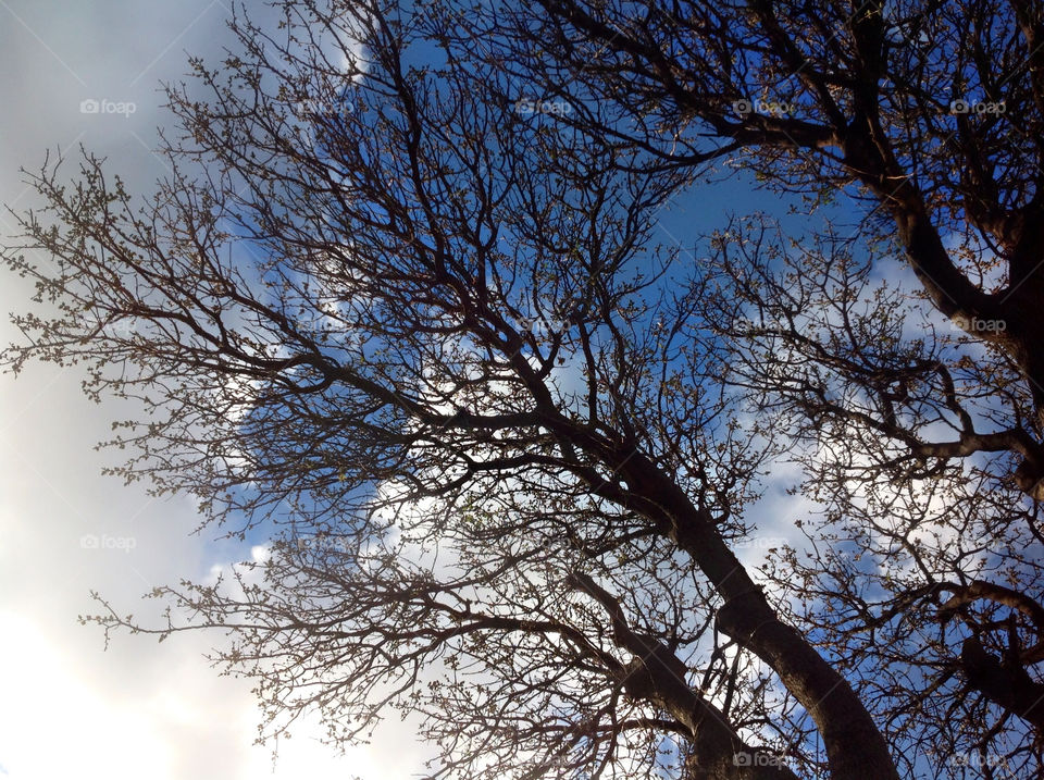 sky blue tree clouds by cinaboj