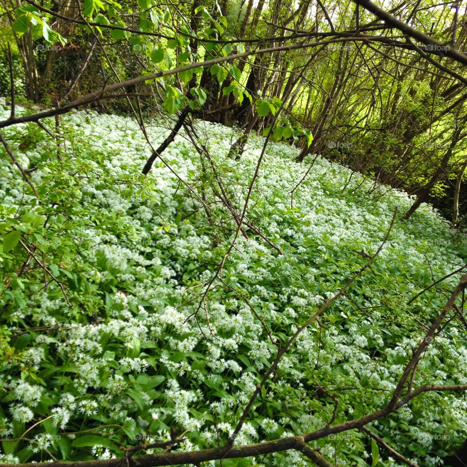 Wild garlic woodlands.