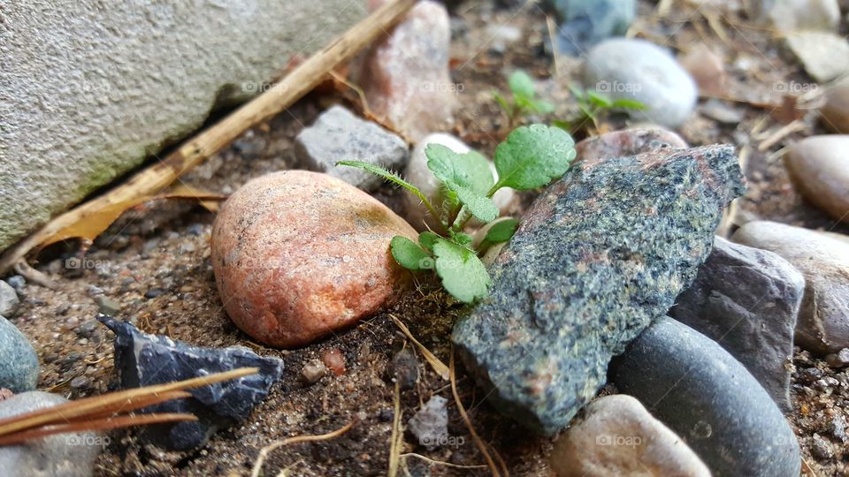plant among rocks