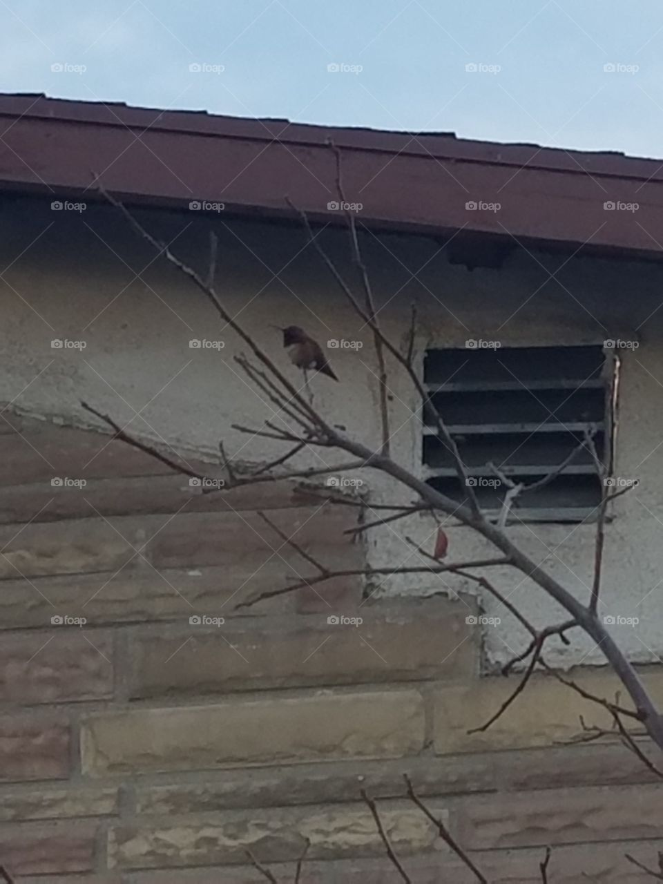 perched hummingbird