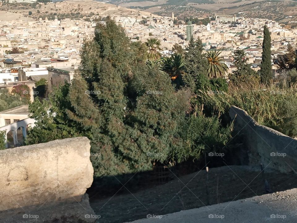 Trees around the population