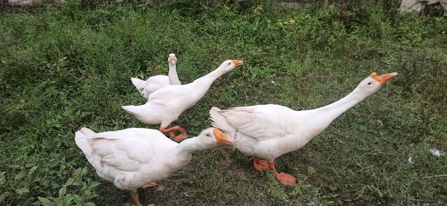 Duck