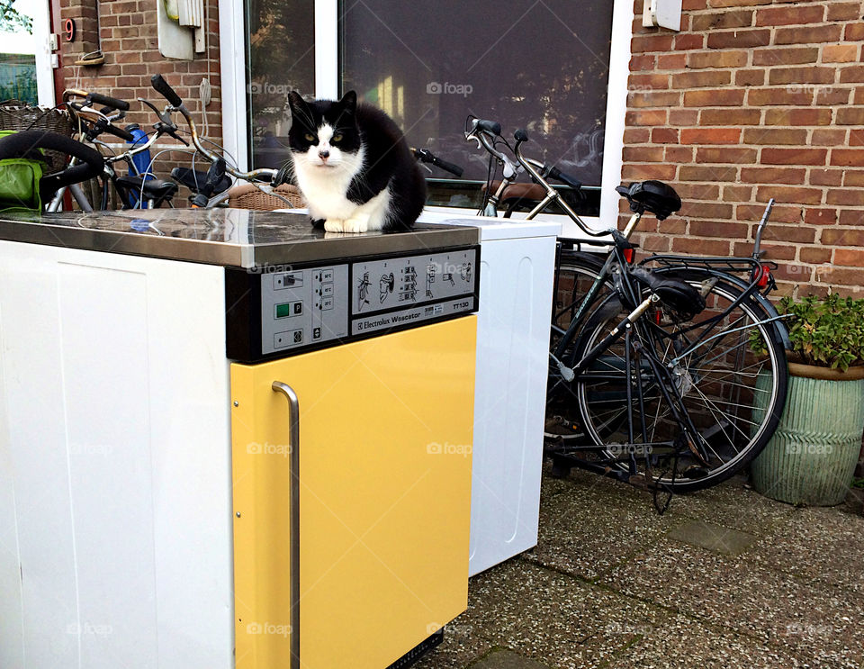 Cat on the dishwasher 