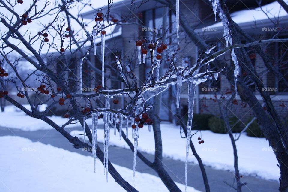 Winter Berries