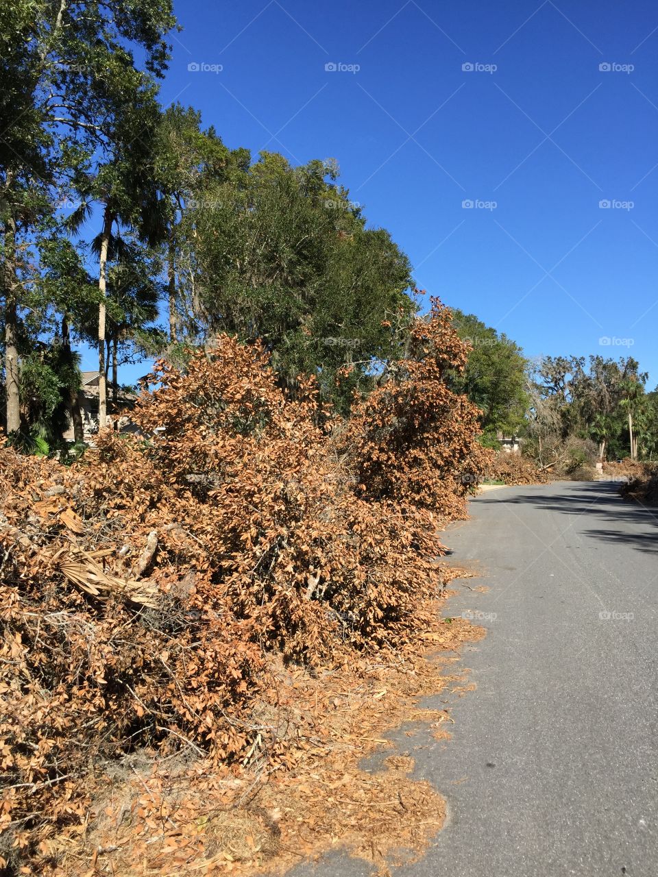 Hurricane Matthew aftermath in Florida where debris still clogs neighborhood roads.