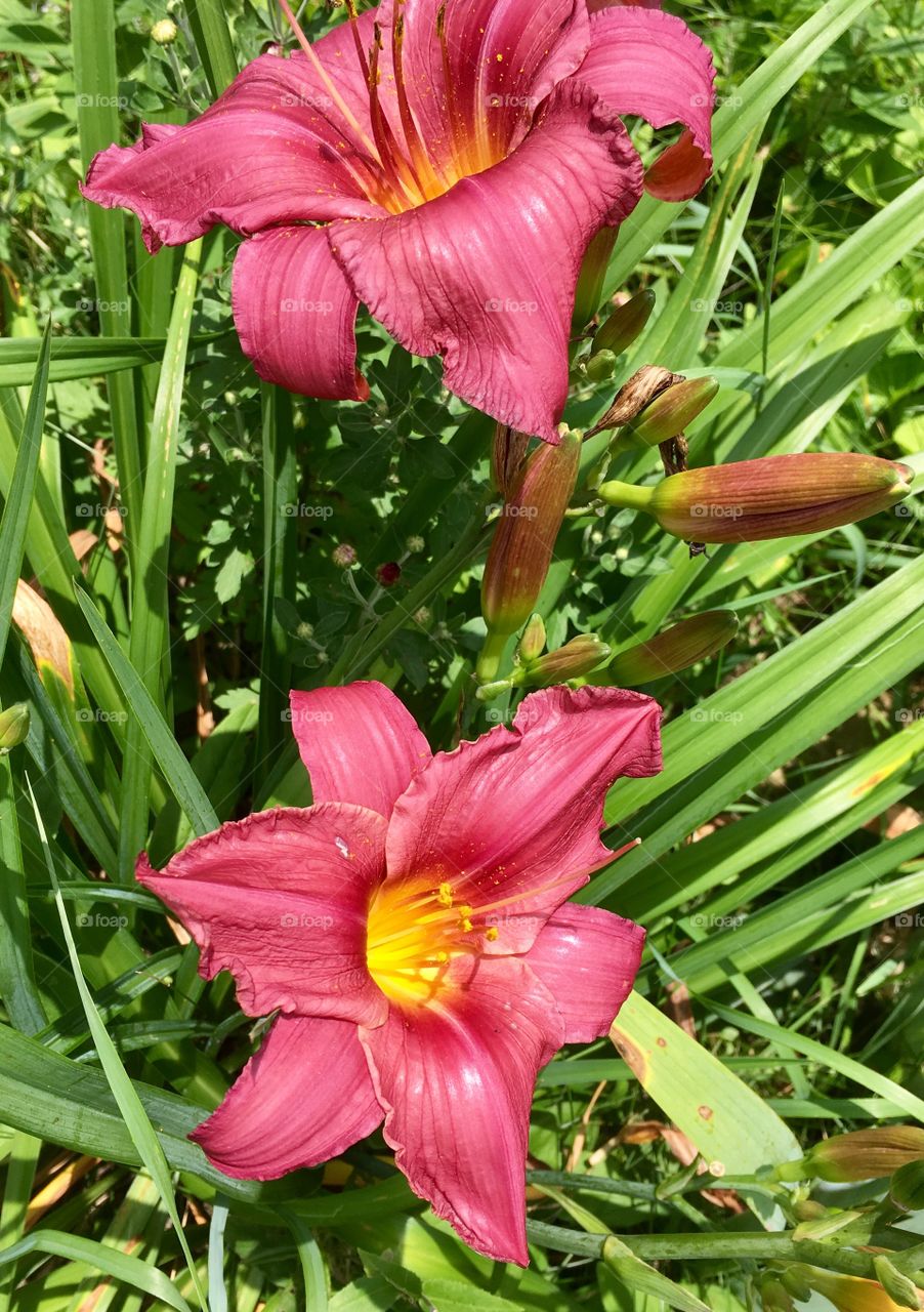 Pink Lilies 