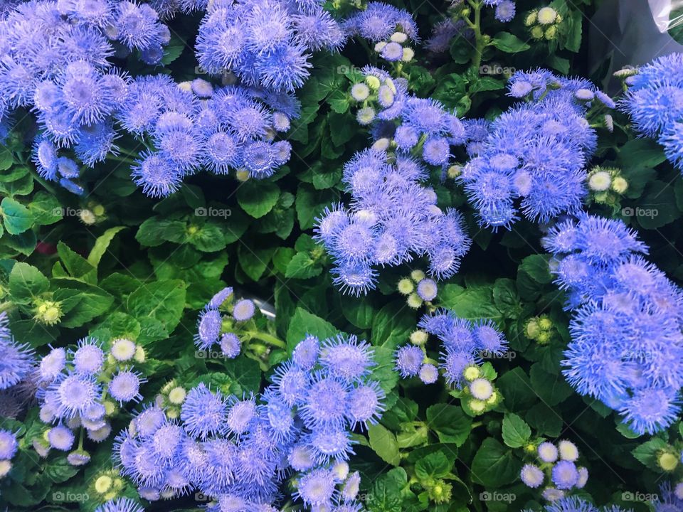 Blue flowers 