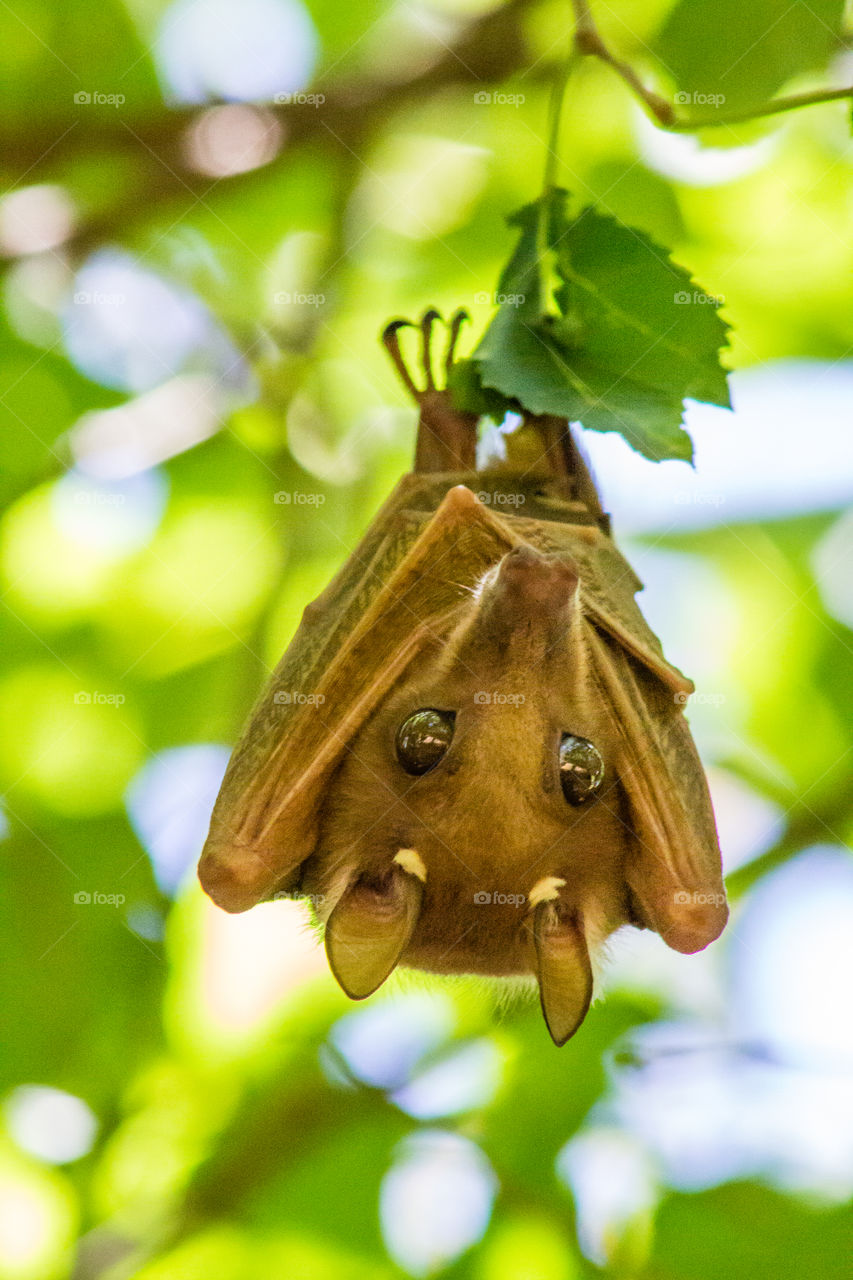 closeup of a fruitbat