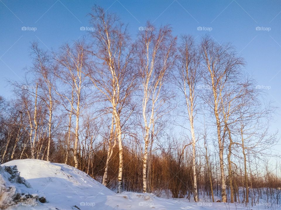 Trees in the sunset