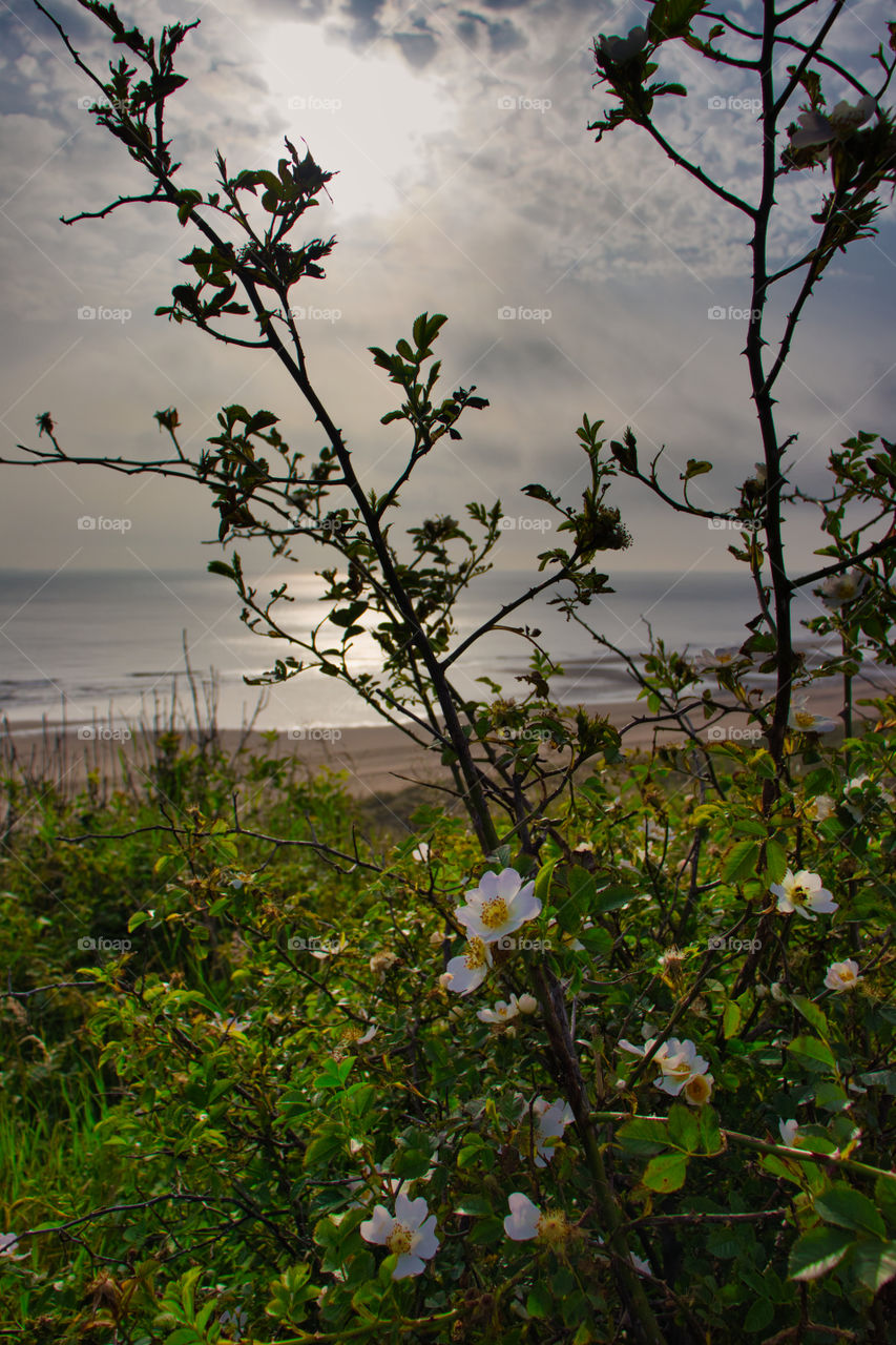 flowers in the sun at the coast