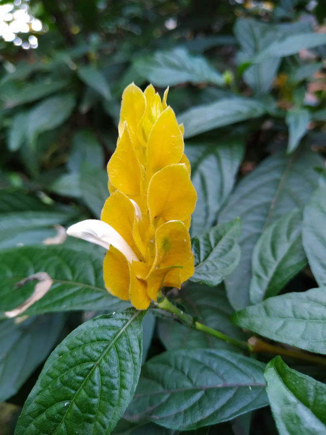 Camarão amarelo