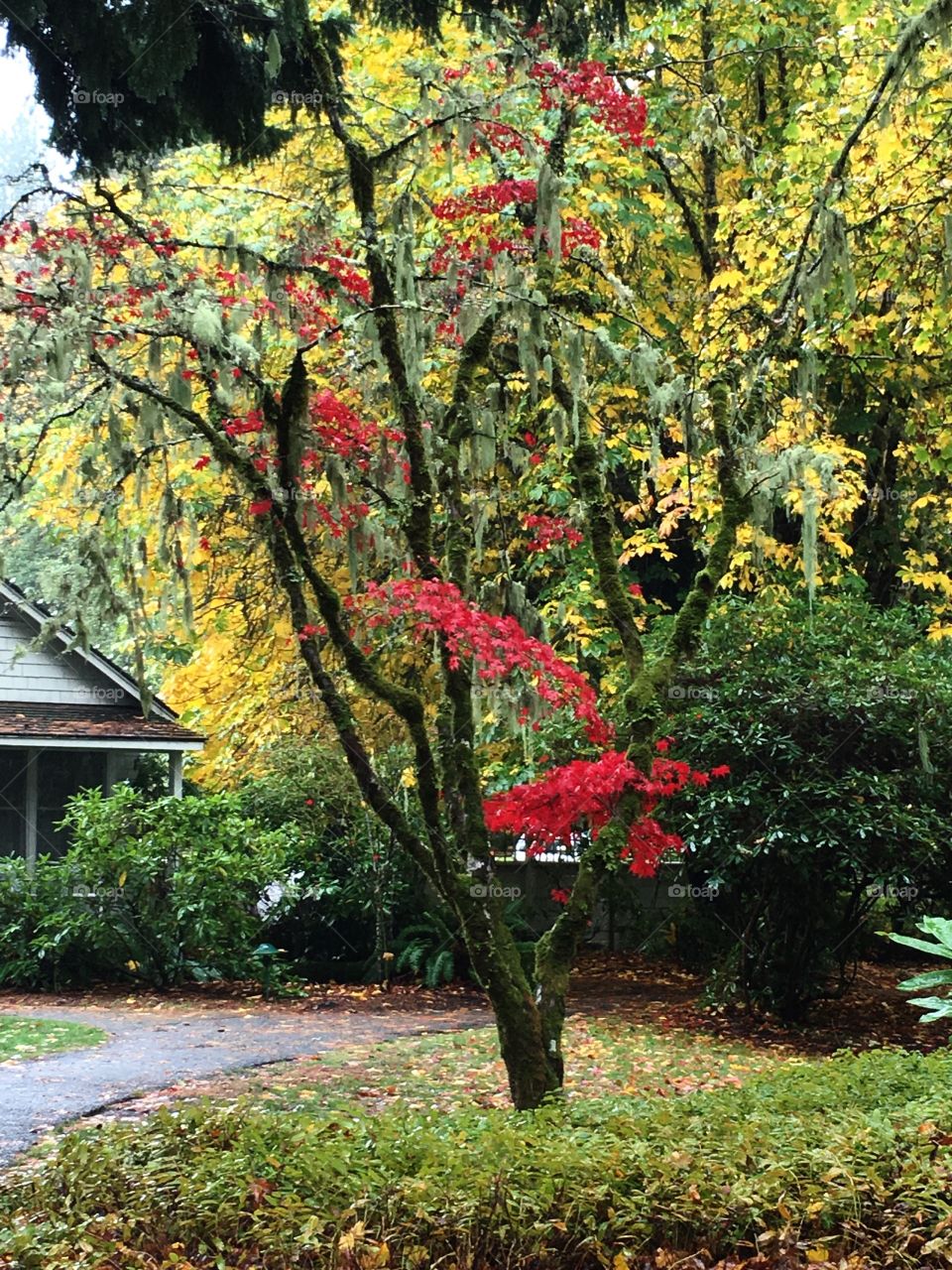 Tree with red leaves