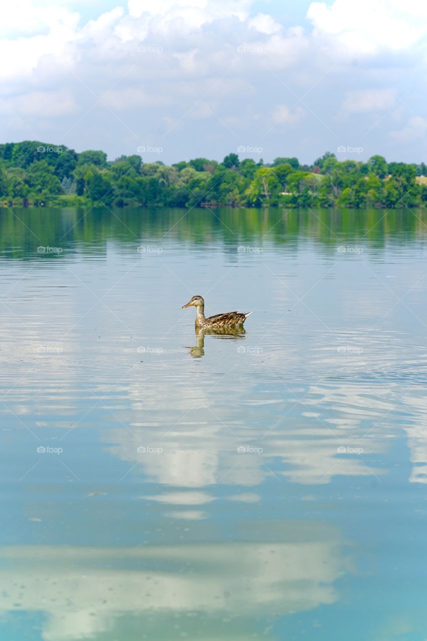 Peaceful Summer Morning