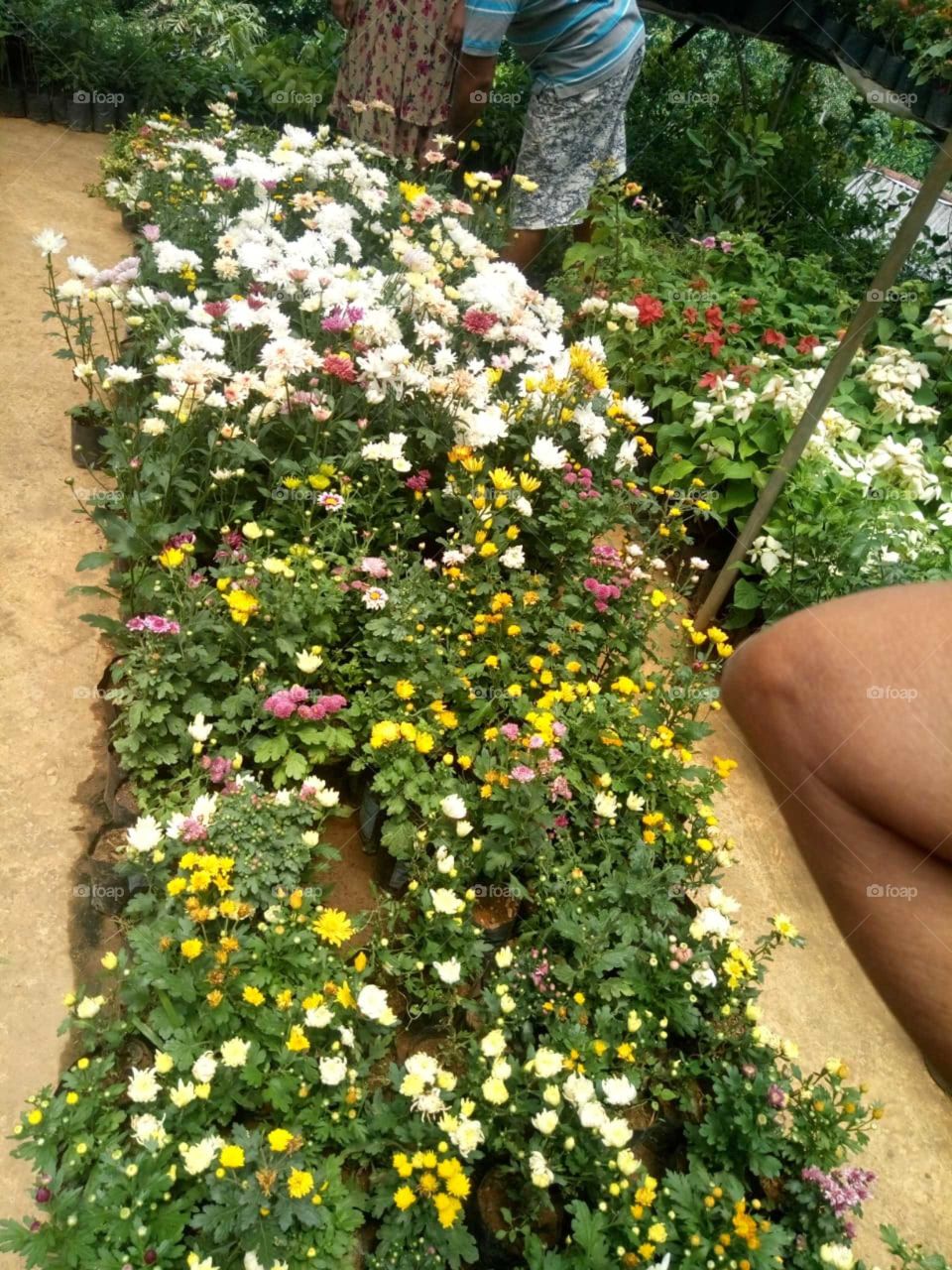 flowers garden