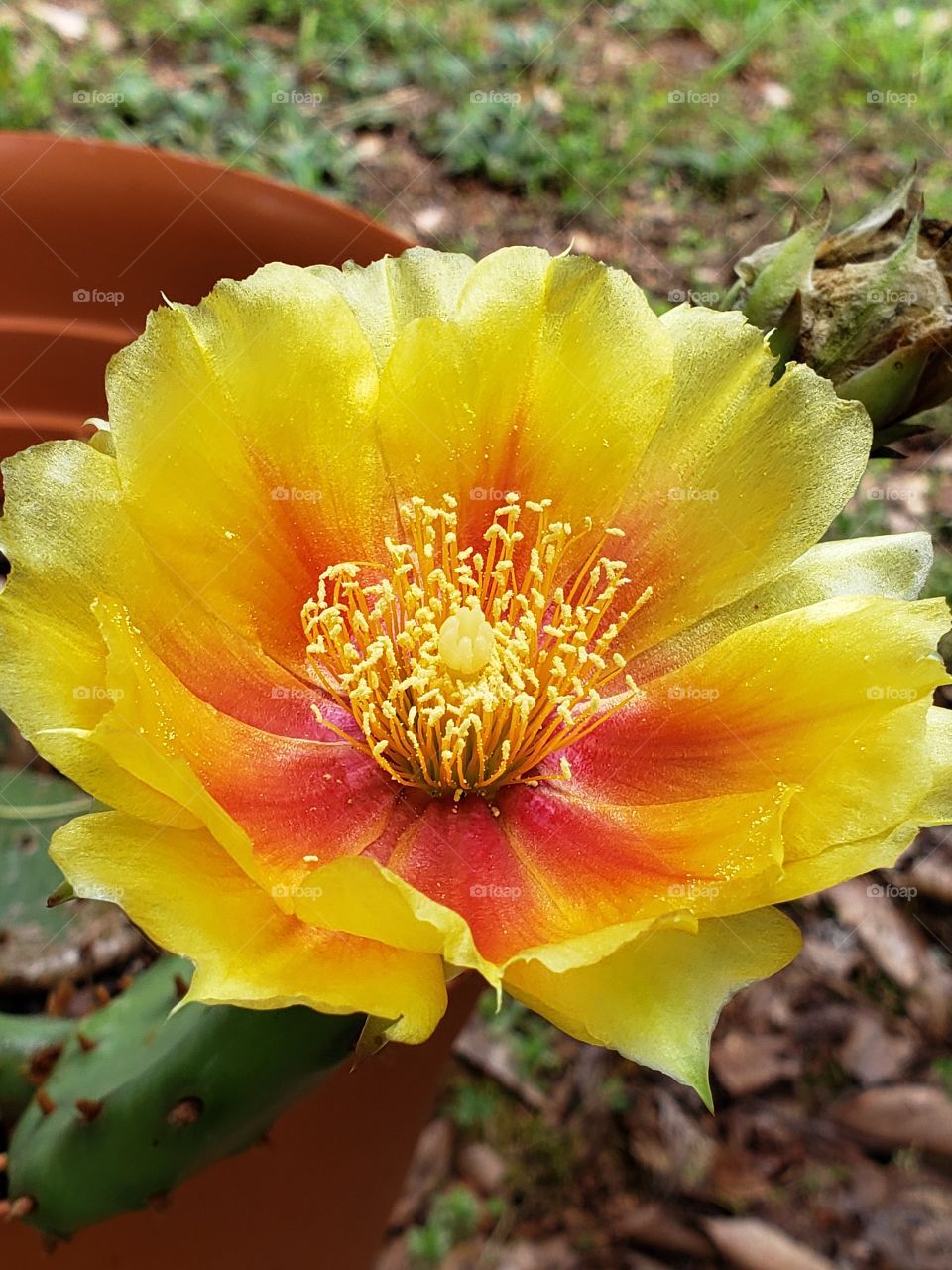Yellow blooming cactus beautiful