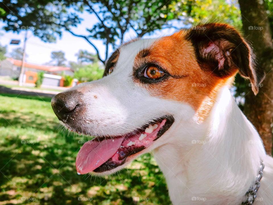 Beautiful portrait of a Dog looking at the camera, beautiful lighting. 
Close-up shot of the dog eye, at the park.
Dog drooling. Playful pet.