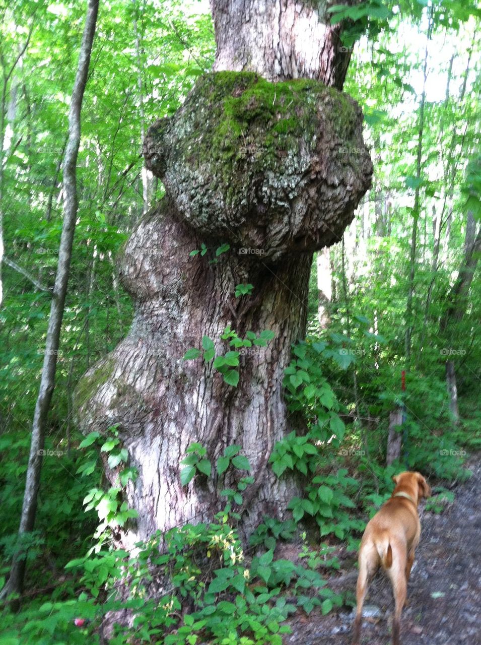 Knotty old Tree