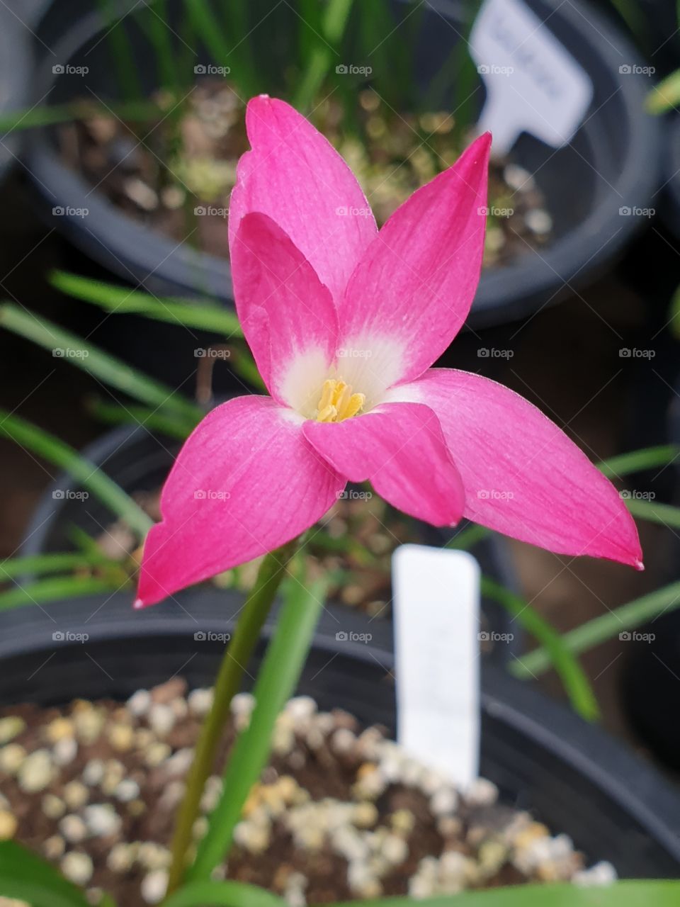 the beautiful rain lily in Thailand