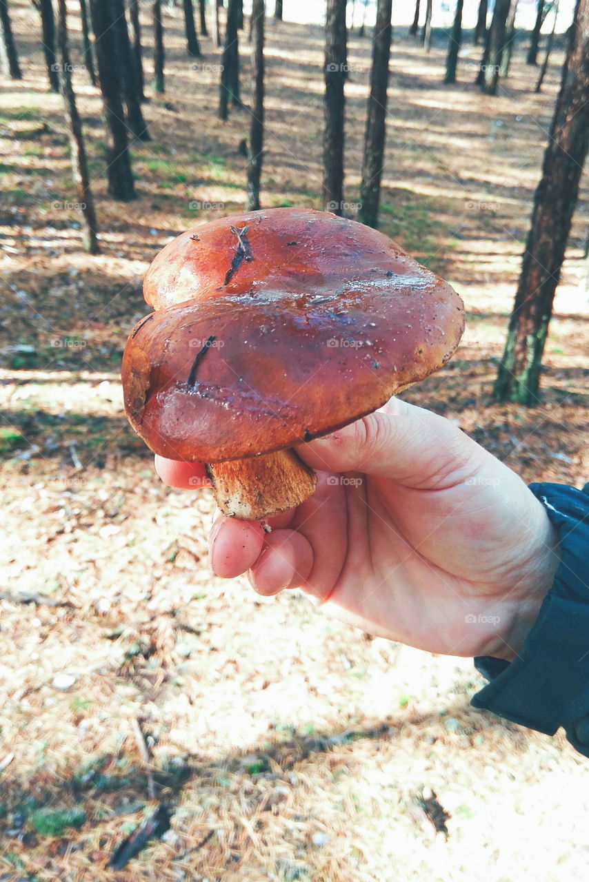 Polish mushroom in the forest