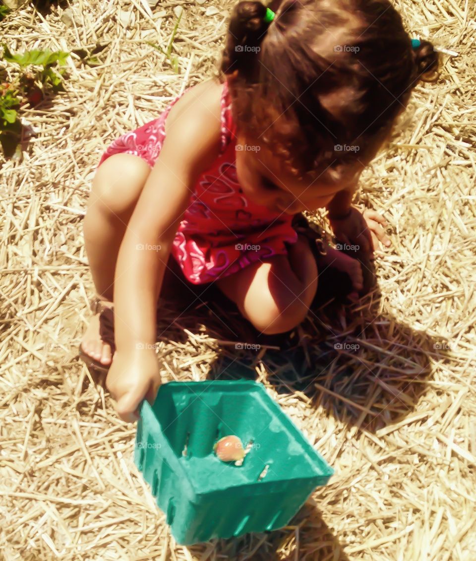 Berry basket. Toddler picking strawberries at the farm