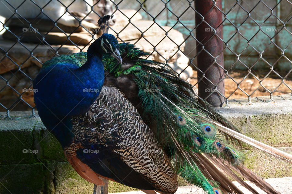 Bird, Feather, Zoo, Nature, Peacock