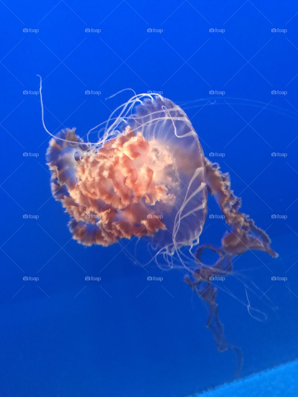 Underwater, Jellyfish, Fish, Water, Ocean