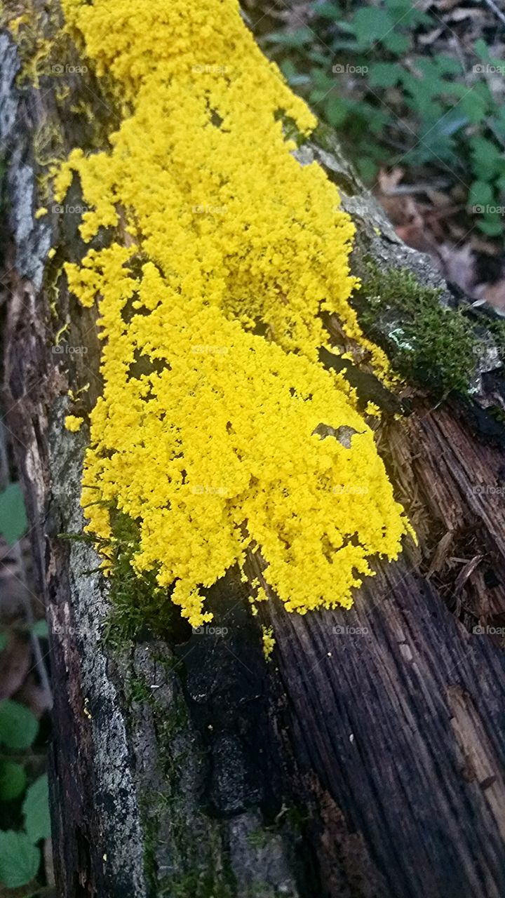 yellow fungus