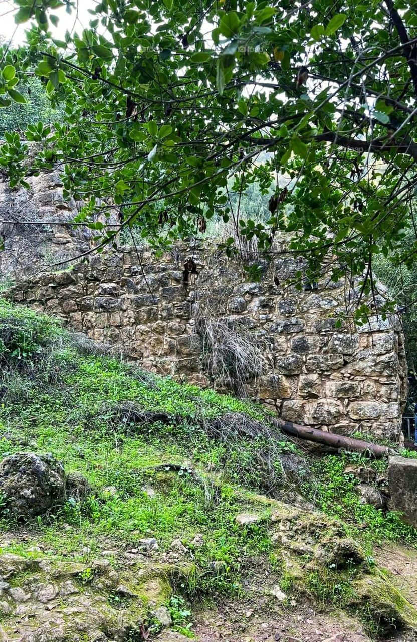 The beauty of nature, the city of Safed, northern Palestine