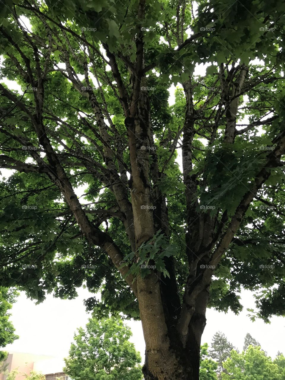 A tree growing at my bus stop