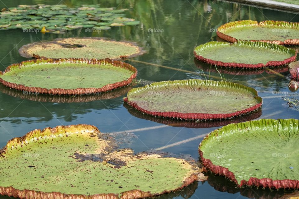 Giant Water Lily Pads