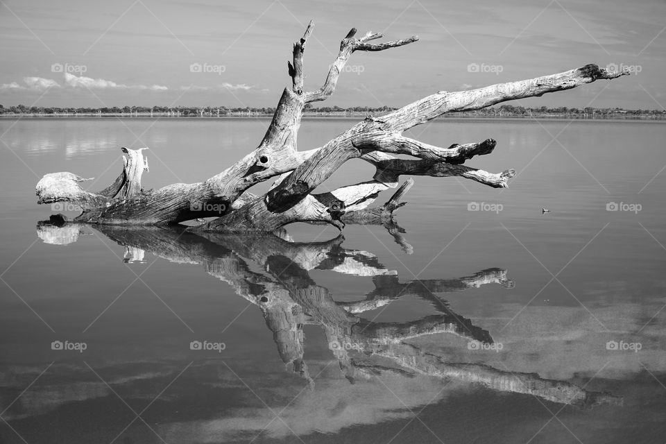 Dead tree reflection in Lake Bonney
