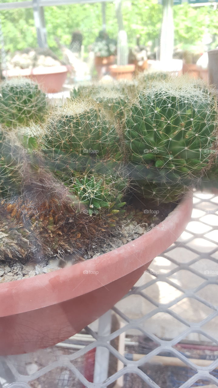 Echinocactus