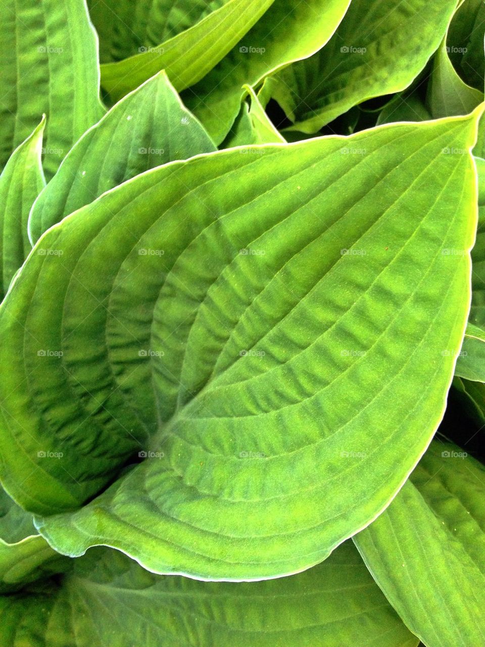 Extreme close-up of green leaf